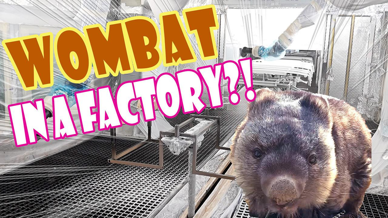 Ikeda City's Popular Wombats are in the Daihatsu Plant!?｜DAIHATSU