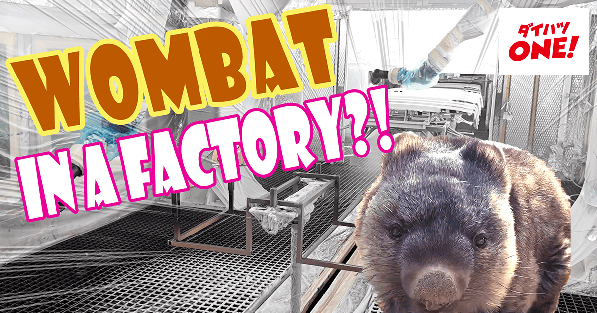 Ikeda City's Popular Wombats are in the Daihatsu Plant!?｜DAIHATSU