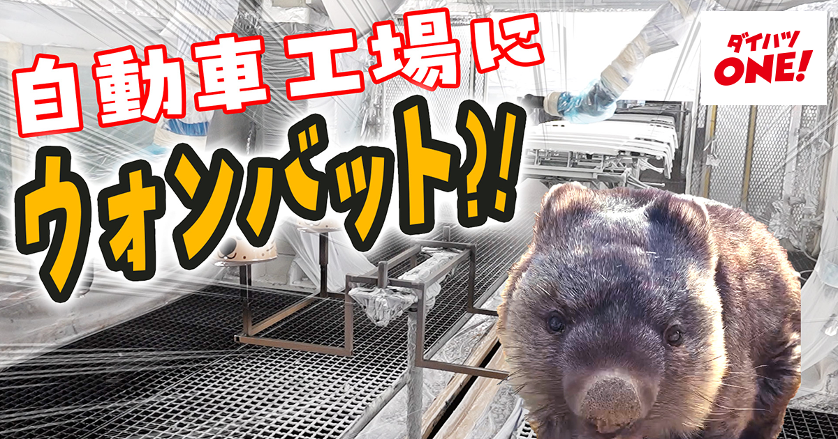 ウォンバット 池田市で人気の“ウォンバット”がダイハツの工場に!?｜ダイハツONE
